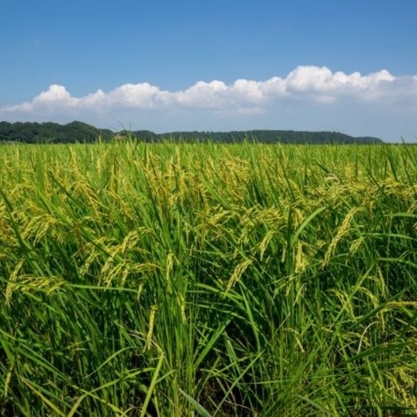農地法第３条について
